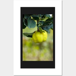 Yellow ripe quince on branch Posters and Art